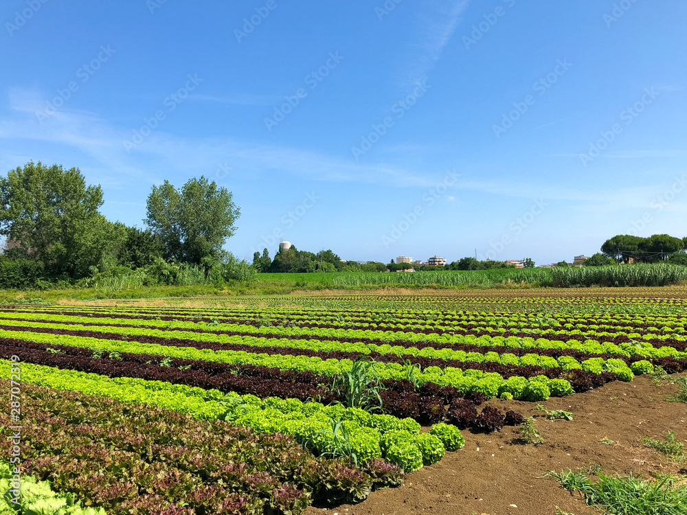 Green Lettuce leaves on garden beds in the vegetable field. Gardening background with green Salad plants in the open ground, banner. Lactuca sativa green leaves, closeup. Leaf Lettuce in garden bed
