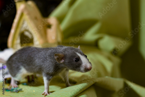 Happy new year 2020 Christmas composition with a gray rat, the symbol of the year . sitting next to the house on a green background