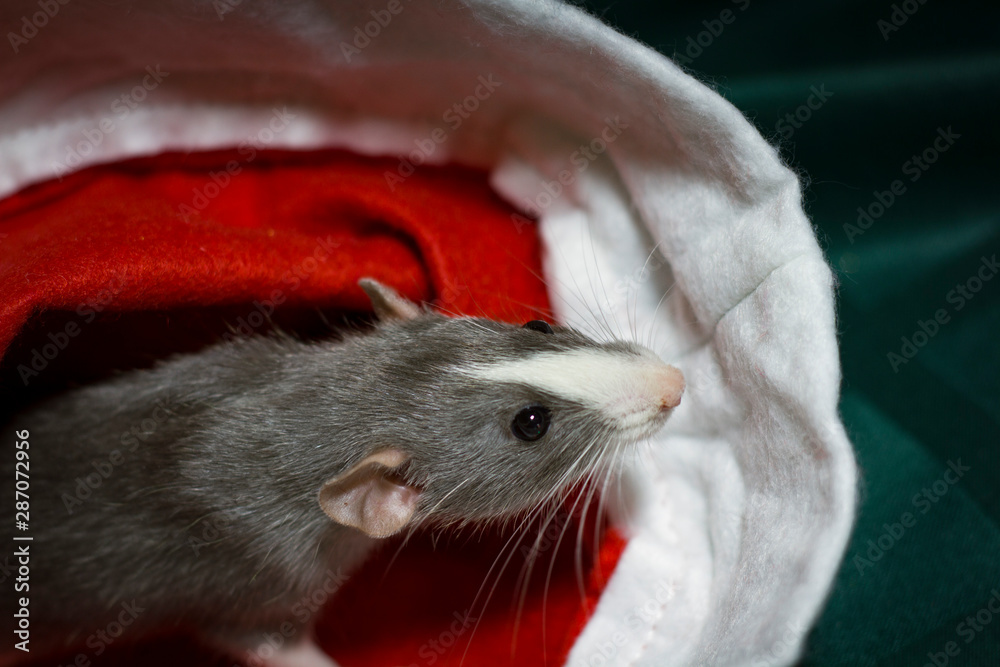 Happy new year 2020 Christmas composition with a gray rat, the symbol of the year . sitting in Santa's red hat Happy new year 2020 Christmas composition with a gray rat, the symbol of the year . sitting in Santa's red hat