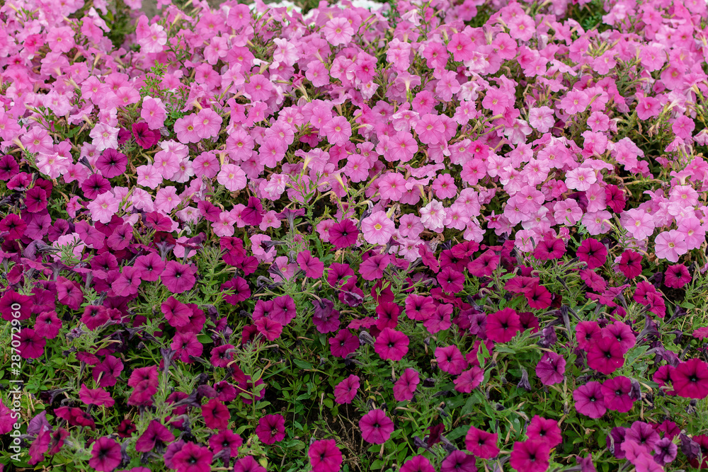 Bright multi-colored garden flowers as a background for text compositions Bright multi-colored garden flowers as a background for text compositions