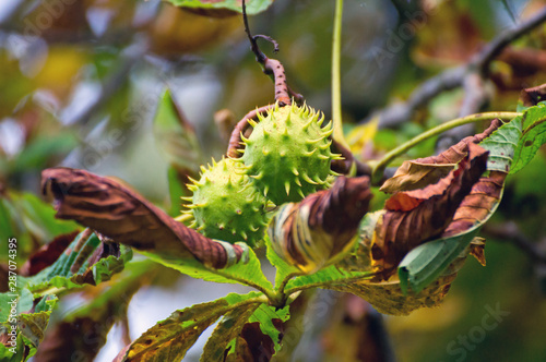 green chestnut at a horse chestnut tree