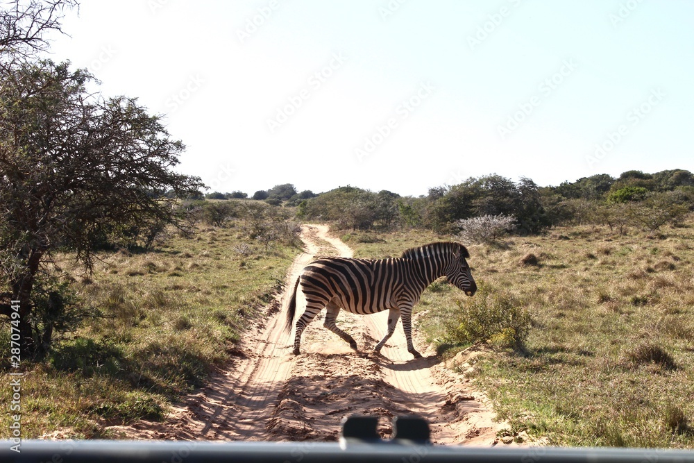 Naklejka premium zebra crossing