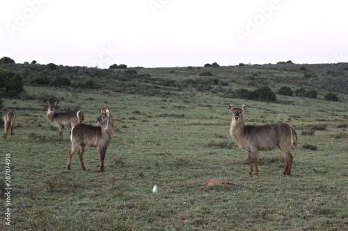 female kudus