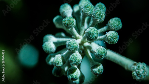 Green buds/ Green flower