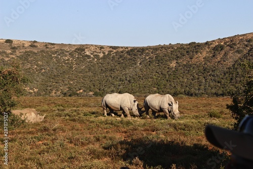 due rinoceronti
