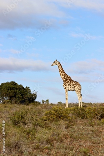 giraffa in posa