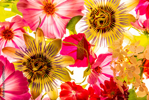 a beautiful floral background from flower petals