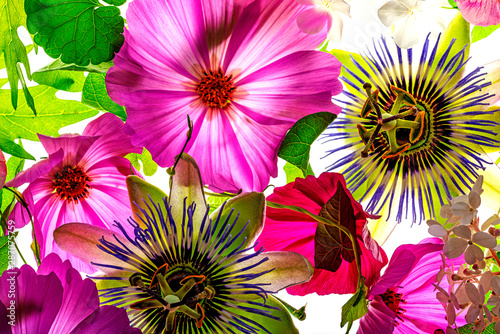 a beautiful floral background from flower petals