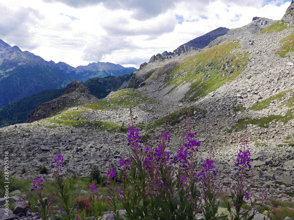 fiori in primo piano con lo sfondo delle Dolomiti
