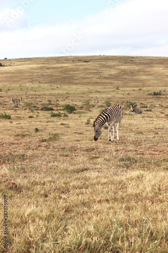 zebra al pascolo