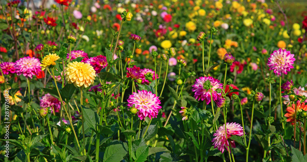 Dahlia flower Dahlia flower