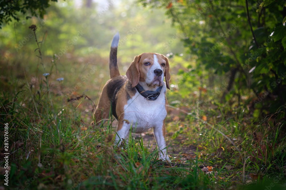 Beagle dog on a walk in the Park in the morning in the fog