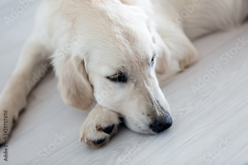 Beautiful golden dog relaxing while lying on the floor at home.