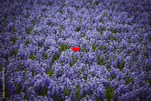 Lone isolated red tulip in a field of purple hyacinths, dare to stand out, dare to be different