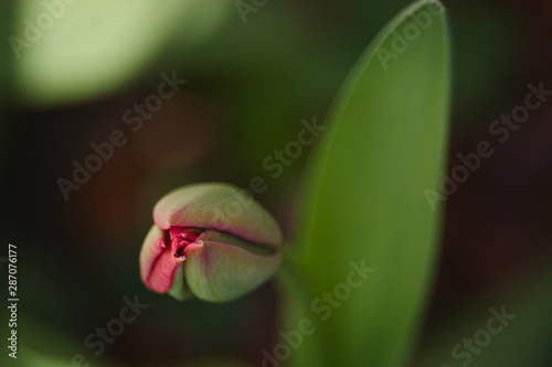 Lone isolated red tulip bud about to open flower