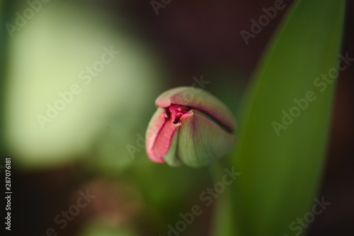 Lone isolated red tulip bud about to open flower