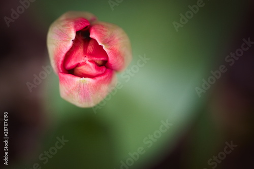 Lone isolated red tulip bud about to open flower