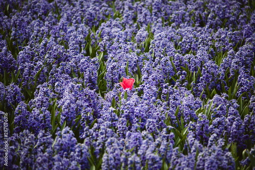 Lone isolated red tulip in a field of purple hyacinths, dare to stand out, dare to be different