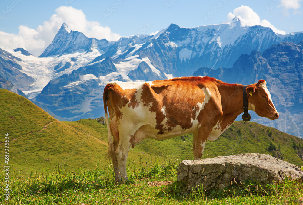 Naklejka premium Swiss cow