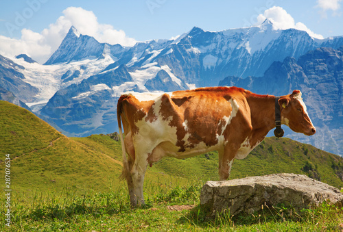 Swiss cow © swisshippo