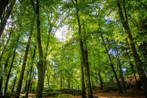 Waldspaziergang in der Bretagne in Hailgoat