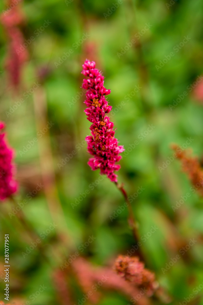 Wilde vegetations in garden Wilde vegetations in garden