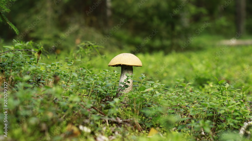 lonely mushroom in the swamp forest lonely mushroom in the swamp forest