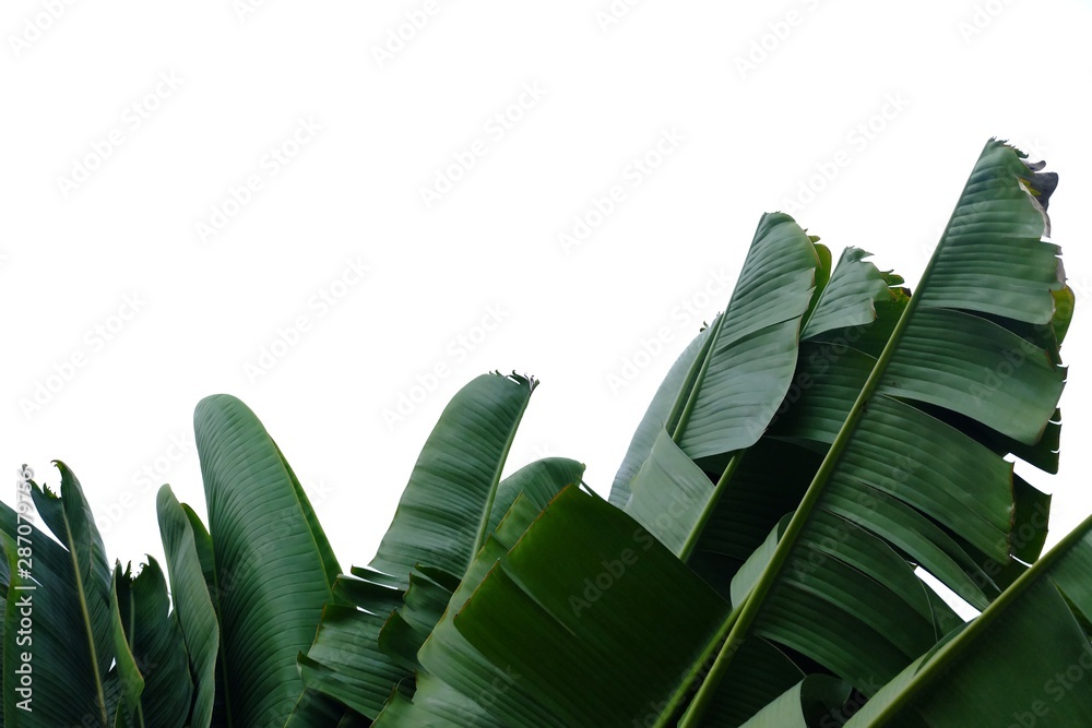 Banana leaves on white isolated background for green foliage backdrop