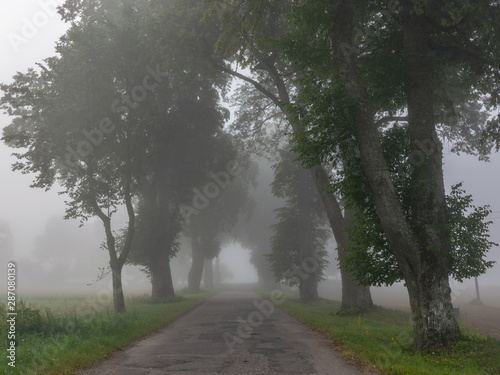 misty landscape with tree alley, tree silhouettes in mist, Latvia