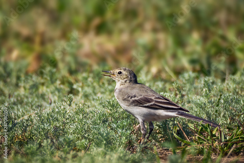 Wagtail on green grass background