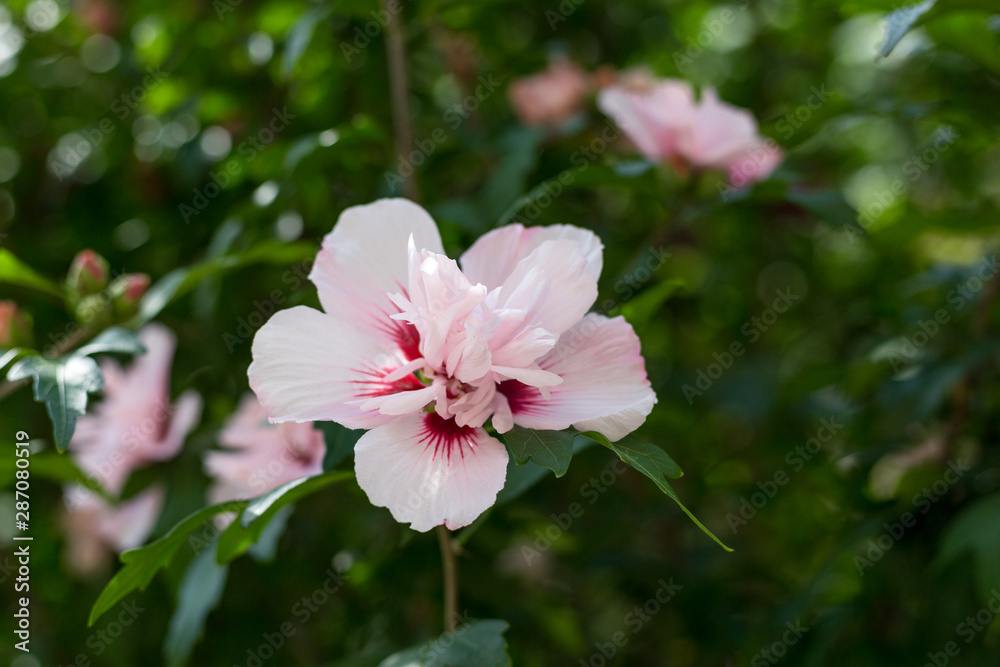 Beautiful wild pink flowers in the garden Beautiful wild pink flowers in the garden