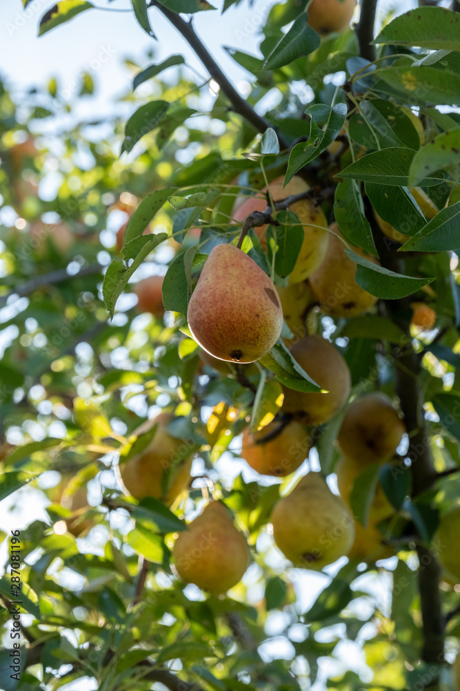Branch with ripe juicy pears. Pear tree. Pears and leaves. Branch with ripe juicy pears. Pear tree. Pears and leaves.