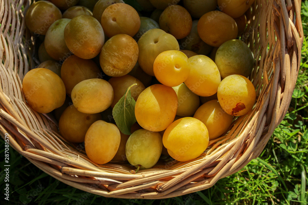 yellow plums in a wicker basket on the grass in the sunlight. Farm harvest hand-picked. Healthy food