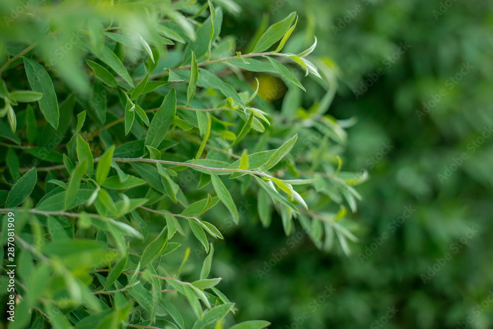 The natural background of fresh green leaves, photo concept nature and plant. The natural background of fresh green leaves, photo concept nature and plant.