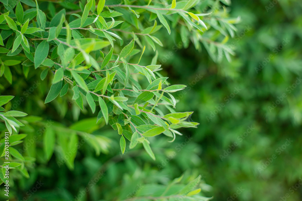The natural background of fresh green leaves, photo concept nature and plant. The natural background of fresh green leaves, photo concept nature and plant.
