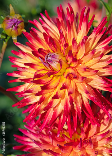Dahlienblüte in einer Nahaufnahme