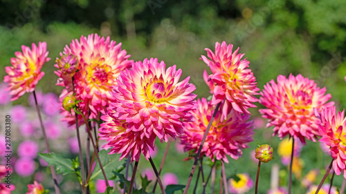 Bl  hende Dahlien im Garten