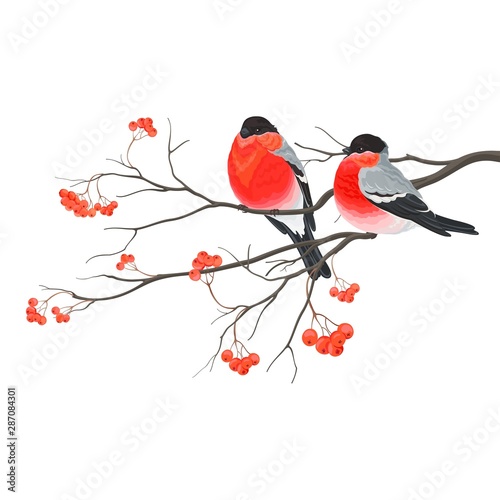 Bullfinches sitting on branch of tree rowan, vector isolated illustration on white background for your design.