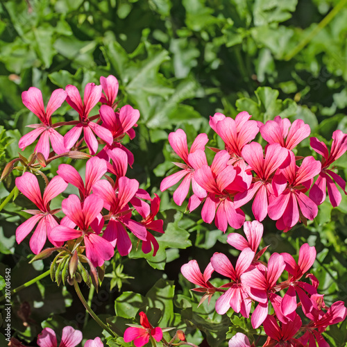 Rote Pelargonien
