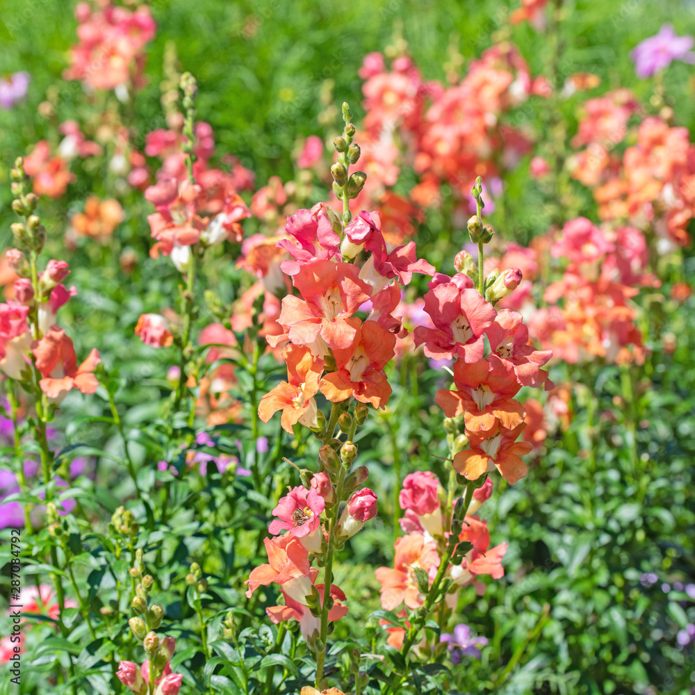 Großes Löwenmaul, Antirrhinum majus