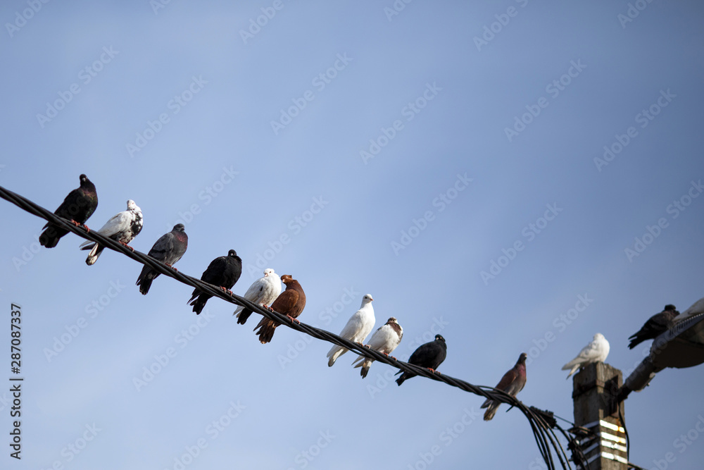 Beautiful pigeons of different colors sit on an electric wire, pole and lamp against the background of a blue clear sky on a summer sunny day and look in different directions. Selective focus. Beautiful pigeons of different colors sit on an electric wire, pole and lamp against the background of a blue clear sky on a summer sunny day and look in different directions. Selective focus.