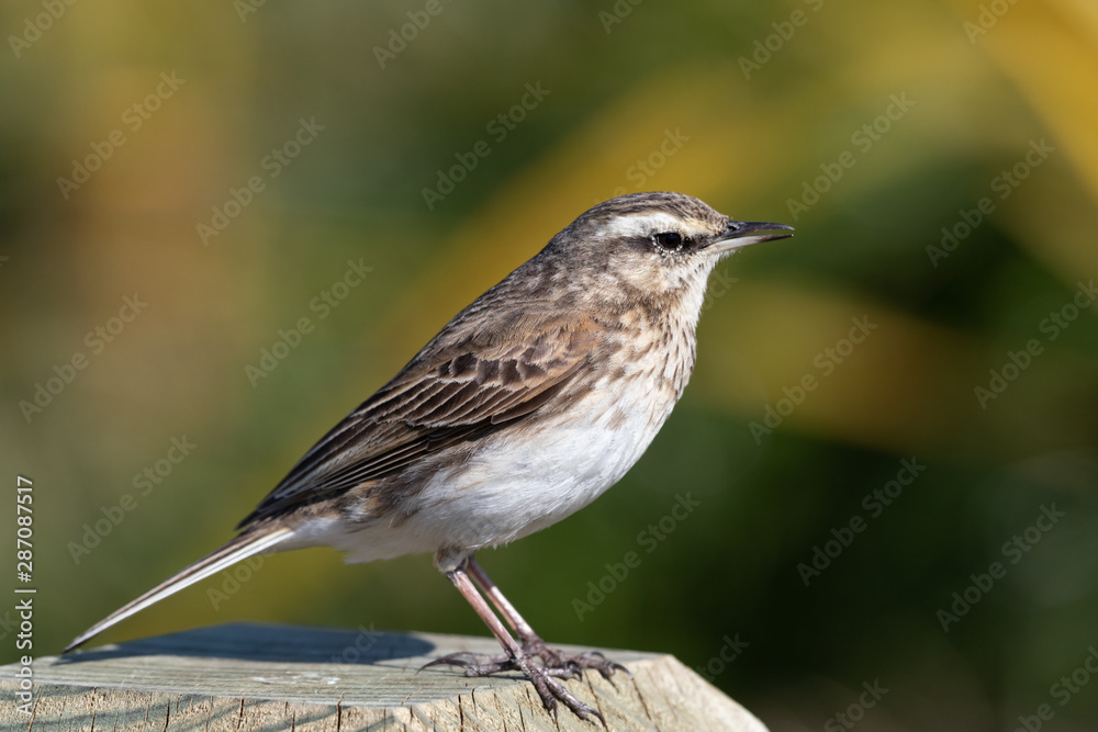 Fototapeta premium Australasian Pipit