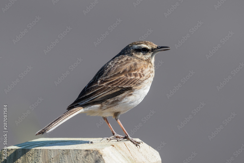 Fototapeta premium Australasian Pipit