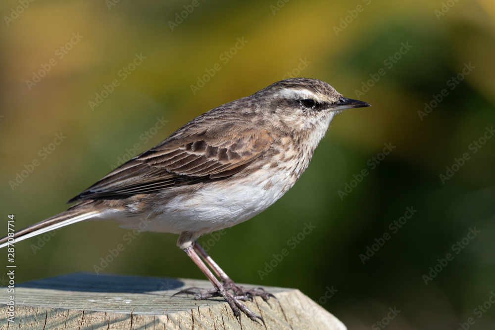 Obraz premium Australasian Pipit