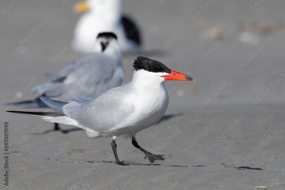 Fototapeta premium Caspian Tern in Australasia