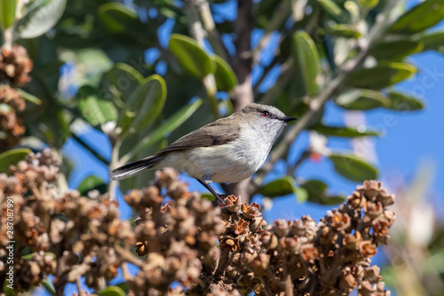 Grey Warbler in New Zealand photo