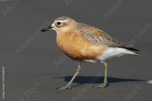 New Zealand Dotterel