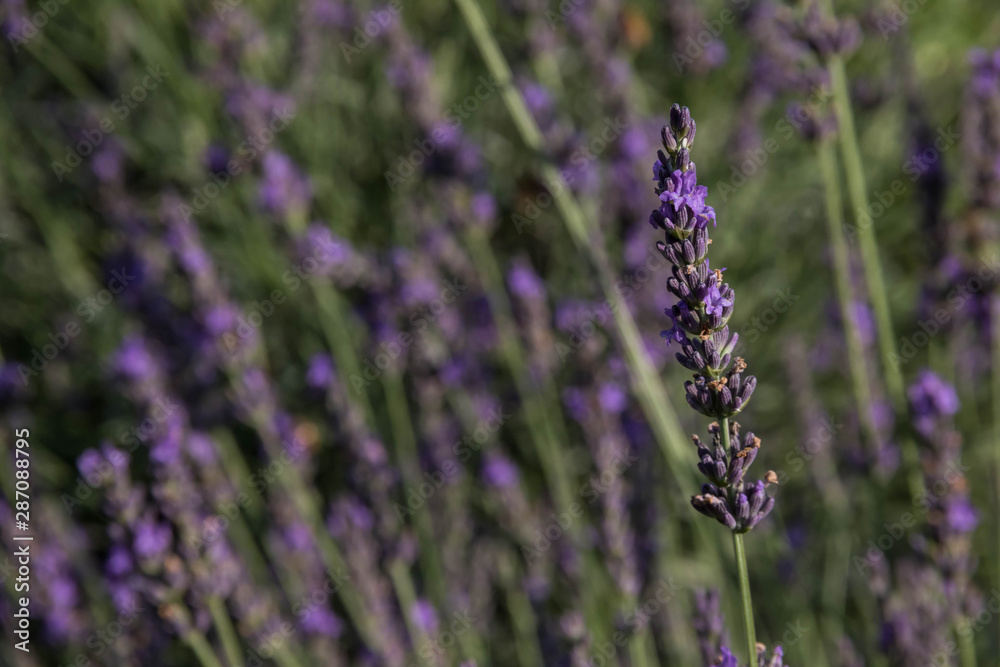 Fototapeta premium A Stem of Lavender standing out in a field of lavender