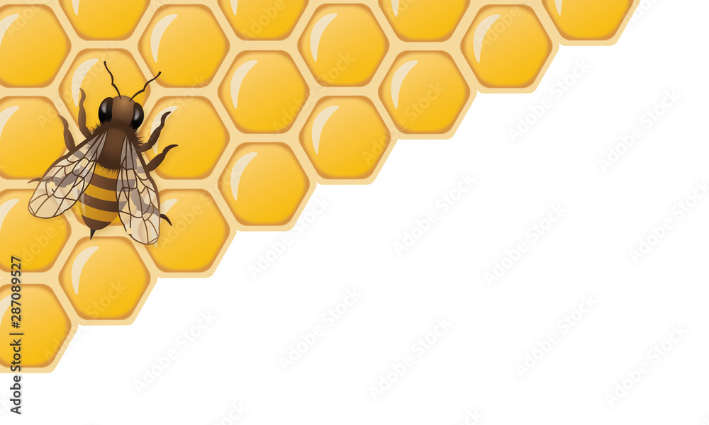 3D honey bee illustration on honeycombs on top left corner with white ...