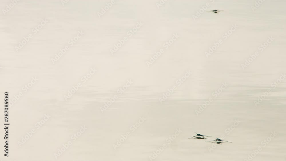 Two water striders try to make love Two water striders try to make love